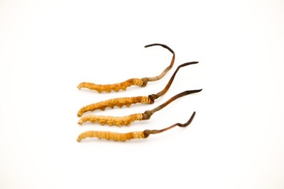 【1800条/斤】优选虫草