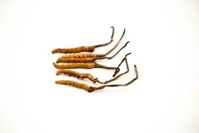 【2000条/斤】精选虫草