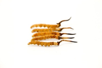 【1500条/斤】优选虫草